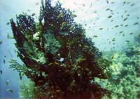 © Copyright - Raphael Kessler 2011 - Egypt - Marsa Alam - fish