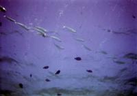 © Copyright - Raphael Kessler 2011 - Egypt - Marsa Alam - fish