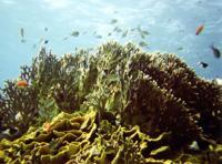 © Copyright - Raphael Kessler 2011 - Egypt - Marsa Alam - fish