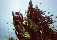 © Copyright - Raphael Kessler 2011 - Egypt - Marsa Alam - fish