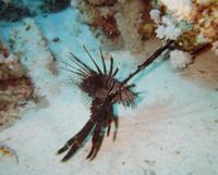© Copyright - Raphael Kessler 2011 - Egypt - Marsa Alam - Lionfish