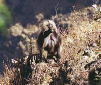 © Copyright Raphael Kessler - Ethiopia - Gelada Baboon