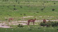 © Copyright Raphael Kessler - Namibia - 2 Cheetahs And A Jackal