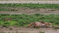 © Copyright - Raphael Kessler 2011 - Namibia - Etosha National Park - Black backed jackals eating a zebra