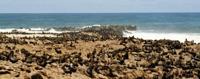 © Copyright Raphael Kessler - Namibia - Cape Cross Seal Colony