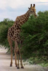 © Copyright Raphael Kessler - Namibia - Giraffe