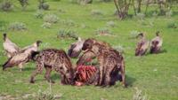 © Copyright - Raphael Kessler 2011 - Namibia - Etosha National Park - Hyaenas devouring a wildebeest