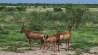 © Copyright - Raphael Kessler 2011 - Namibia - Etosha National Park - Red hartebeest