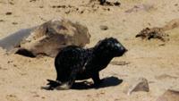 © Copyright Raphael Kessler - Namibia - Seal Pup