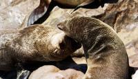 © Copyright - Raphael Kessler 2011 - Namibia - Cape cross seal colony - seals kissing
