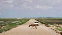 © Copyright - Raphael Kessler 2011 - Namibia - Etosha National Park - Zebra crossing