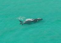 © Copyright Raphael Kessler - South Africa - Air right