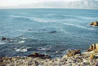 © Copyright - Raphael Kessler 2011 - South Africa - De Kelders - Southern right whale off cliff