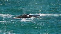 © Copyright - Raphael Kessler 2011 - South Africa - De Kelders - Southern right whale blowing