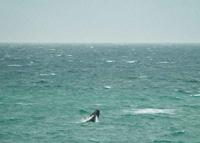© Copyright - Raphael Kessler 2011 - South Africa - De Kelders - Southern right whale breaching