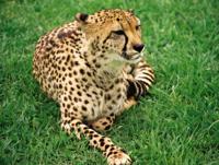 © Copyright - Raphael Kessler 2011 - South Africa - Cheetah