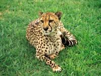 © Copyright Raphael Kessler - South Africa - Cheats