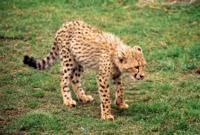 © Copyright - Raphael Kessler 2011 - South Africa - Cheetah cub