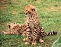 © Copyright - Raphael Kessler 2011 - South Africa - Cheetah cubs