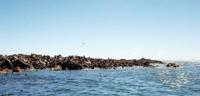© Copyright - Raphael Kessler 2011 - South Africa - Dyer island cape fur seal colony