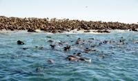 © Copyright - Raphael Kessler 2011 - South Africa - Dyer island cape fur seal colony