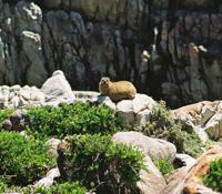 © Copyright - Raphael Kessler 2011 - South Africa - De Kelders - Hyrax and southern right whale