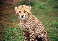 © Copyright - Raphael Kessler 2011 - South Africa - Cheetah cub