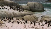 © Copyright - Raphael Kessler 2011 - South Africa - Boulder beach penguins