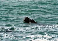 © Copyright Raphael Kessler - South Africa - Right on