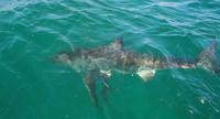 © Copyright - Raphael Kessler 2011 - South Africa - Great whte shark coming to look