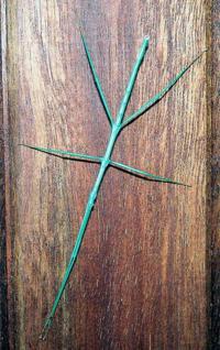 © Copyright - Raphael Kessler 2011 - South Africa - Stick insect