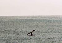 © Copyright - Raphael Kessler 2011 - South Africa - De Kelders - Southern right whale tail fluke