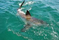 © Copyright - Raphael Kessler 2011 - South Africa - Great whte shark coming to look at us