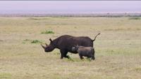 © Copyright Raphael Kessler - Tanzania - Black Rhino