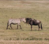 © Copyright - Raphael Kessler 2011 - Tanzania - Zebra and gnu get together