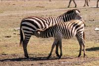 © Copyright Raphael Kessler - Tanzania - Suckling Zebra