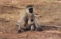 © Copyright - Raphael Kessler 2011 - Tanzania - Vervet monkeys