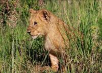 © Copyright Raphael Kessler - Zimbabwe - Bernie On The Prowl