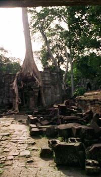 © Copyright - Raphael Kessler 2011 - Cambodia - Angkor - Angkor Thom trees have taken over the temple