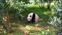 © Copyright Raphael Kessler - China - Giant Panda