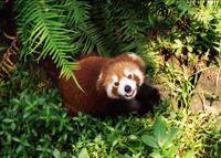 © Copyright Raphael Kessler - China - Red Panda