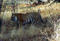 © Copyright Raphael Kessler - India - Cat On The Prowl