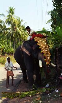 © Copyright - Raphael Kessler 2011 - Kerala - Fancy painted elephant