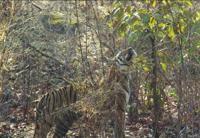 © Copyright Raphael Kessler - India - Having A Scratch