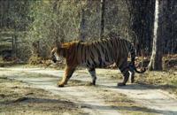 © Copyright - Raphael Kessler 2011 - India - Bhandavgarh Tiger - Srtolling around