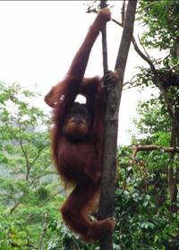 © Copyright - Raphael Kessler 2011 - Indonesia - Orang Utan - Interesting pose