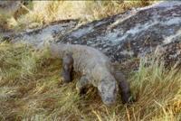 © Copyright Raphael Kessler - Indonesia - Komodo Female