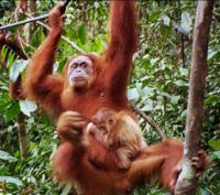 © Copyright - Raphael Kessler 2011 - Indonesia - Orang Utan - Mother and baby