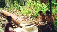© Copyright - Raphael Kessler 2011 - Indonesia - Siberut - Grinding the sago palm in to  a powder