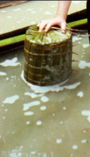 © Copyright - Raphael Kessler 2011 - Indonesia - Siberut - Packed up with sago palm leaves ready to bury for six months